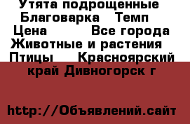 Утята подрощенные “Благоварка“,“Темп“ › Цена ­ 100 - Все города Животные и растения » Птицы   . Красноярский край,Дивногорск г.